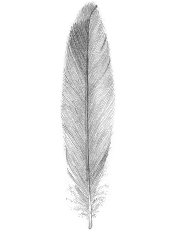 Feather drawing